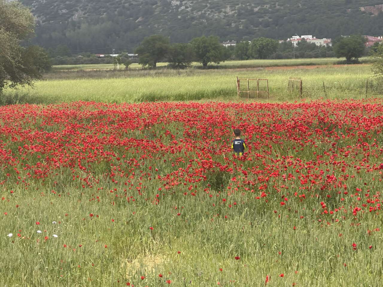 ​Muğla’da Görsel Şölen: Gelincik Tarlası İlgi Odağı Oldu 3